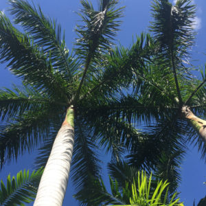 Hippocrates Health Institute